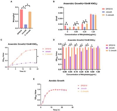 The molybdate-binding protein ModA is required for Proteus mirabilis-induced UTI